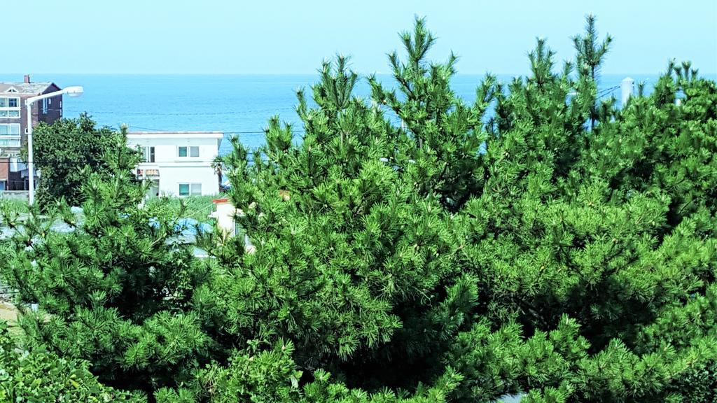 Villa Cardinal House Jeju Exterior foto